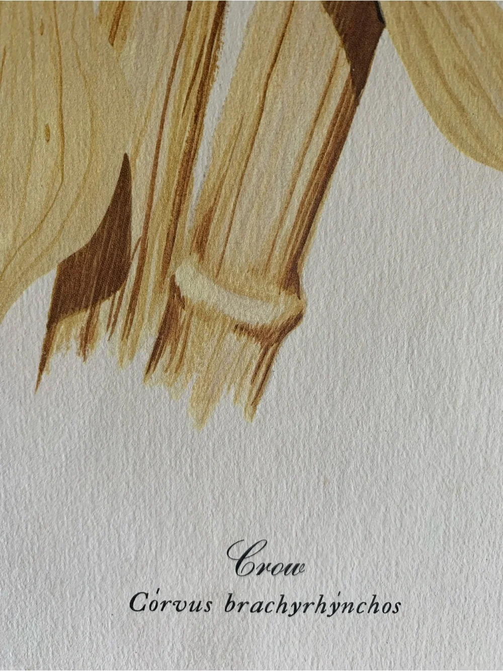 Vintage Gene Gray Limited Edition Print Black Crow Wall Art Print 1978 Nature